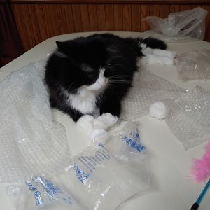 He's ever so playful😺